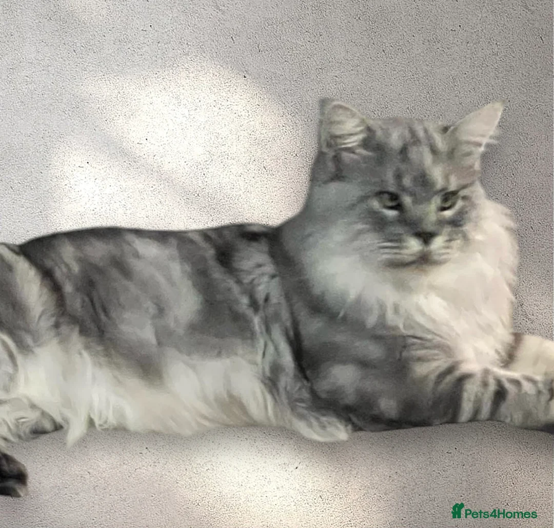 Maine Coon cats for stud: TICA champion and ICWW Maine Coon stud available  in Brighouse - Advert 7