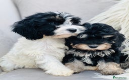 Cavapoo dogs for sale: Cavapoo female puppy - health tested - Image 2