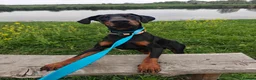 Dobermann dogs for sale: Stunning male dobermann  - Advert 13