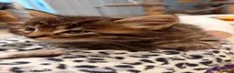 Maine Coon cats for sale: Mainecoon x bengal x russian blue mix  - Advert 8