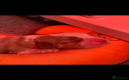 Cavalier King Charles Spaniel dogs for sale: KC Reg. BOYS DNA clear and Health Tested Parens - Image 5