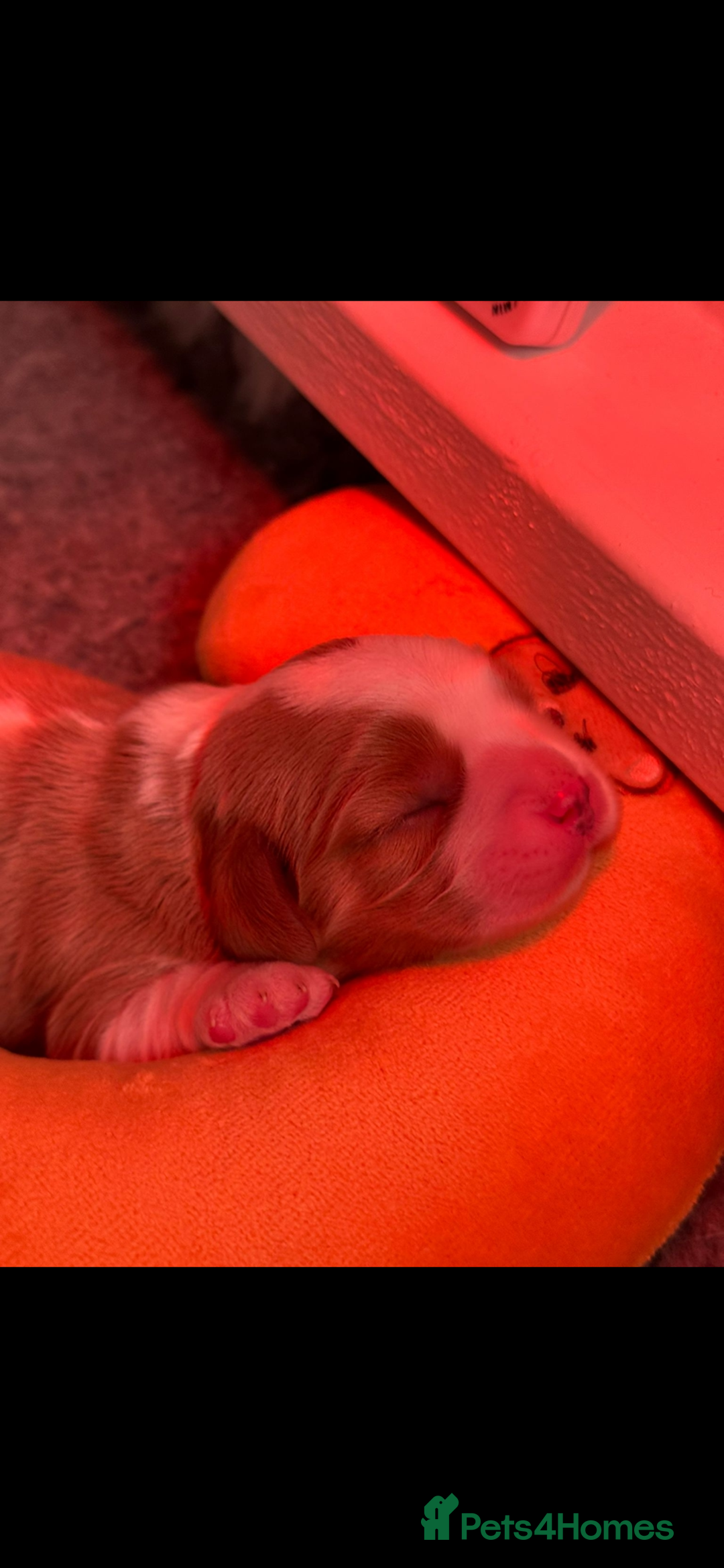 Cavalier King Charles Spaniel dogs for sale: KC Reg. BOYS DNA clear and Health Tested Parens - Image 5