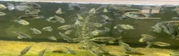 Cichlids fish for sale: Texas cichlids  in Pevensey - Advert 6