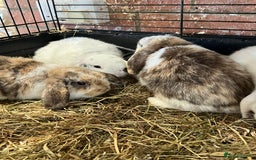 Mini Lop rabbits for sale: Mini Lop Baby Boys - Image 5