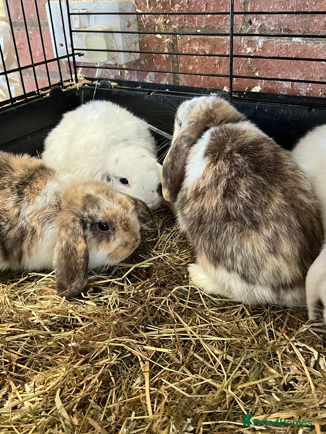 Mini Lop rabbits for sale: Mini Lop Baby Boys - Image 5