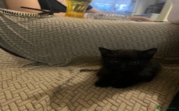 Domestic Shorthair cats for sale: Meet Zora  - Image 14