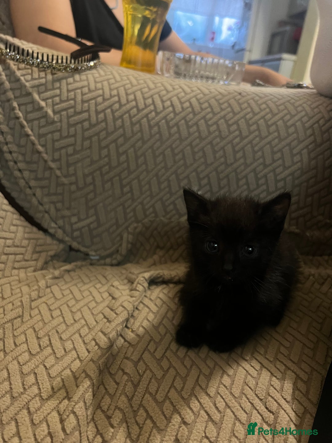 Domestic Shorthair cats for sale: Meet Zora  - Image 14