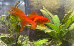 Goldfish fish for sale: Goldfish and tank set up  - Image 3