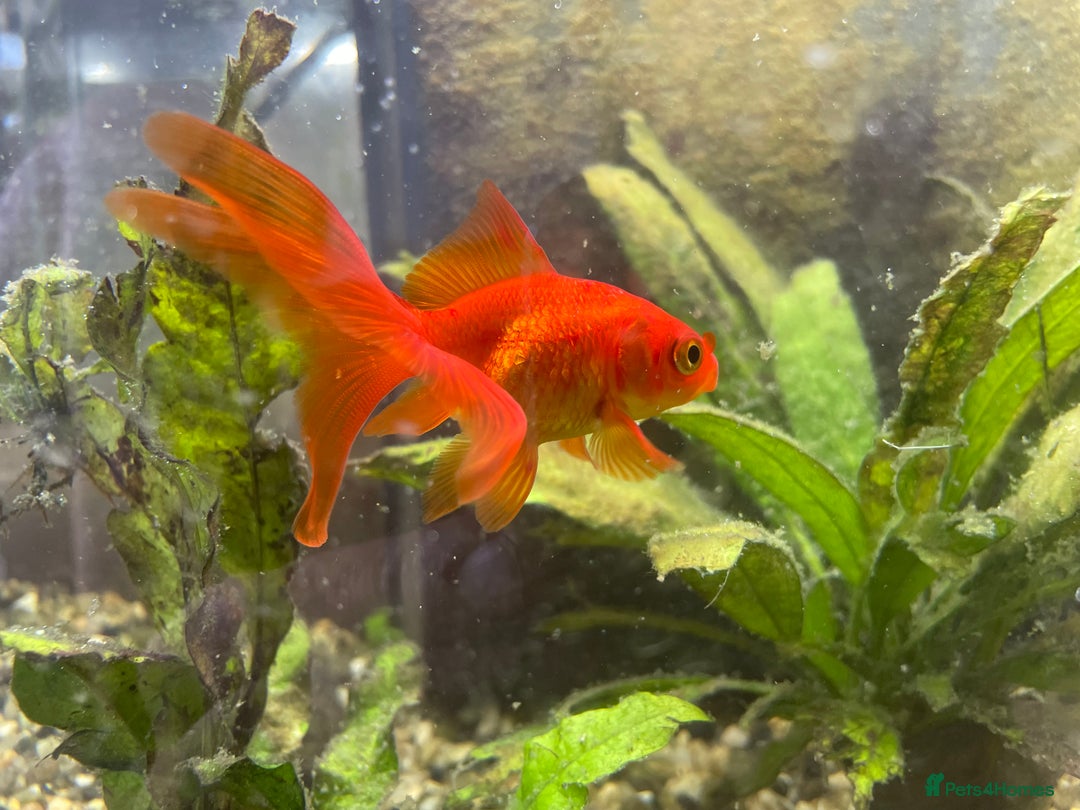 Goldfish fish for sale: Goldfish and tank set up  - Image 3