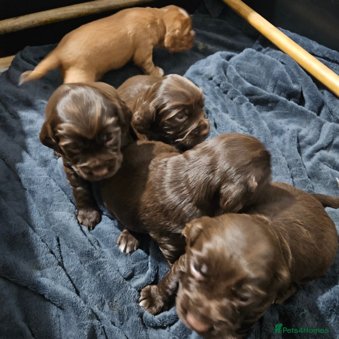 Cocker Spaniel dogs for sale: Cocker spaniel Puppies Males and females - Advert 3