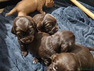 Cocker Spaniel dogs Cocker spaniel Puppies Males and females - Advert 10