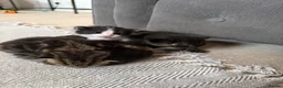Mixed Breed cats for sale: Kittens for sale  - Advert 3