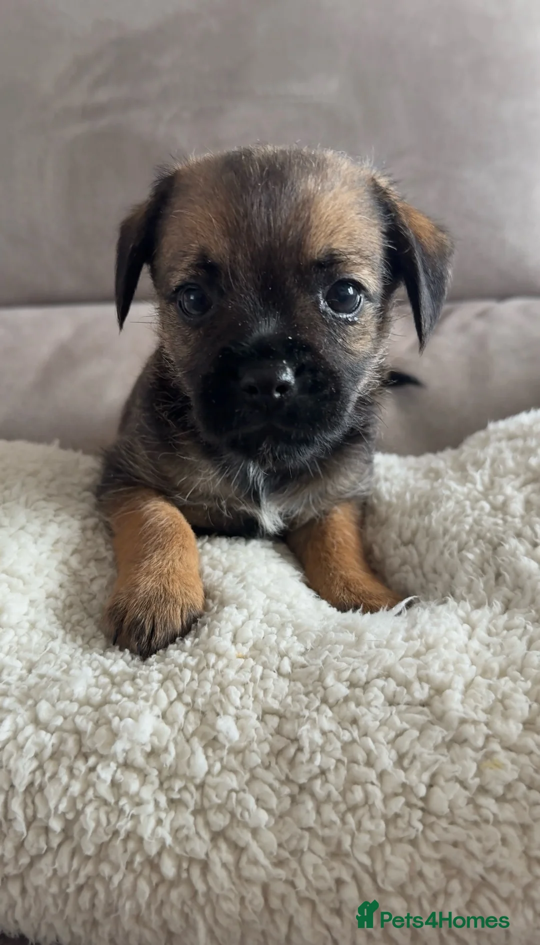 Border Terrier dogs for sale: Gorgeous KC registered border terrier puppies  in Cleckheaton - Advert 2