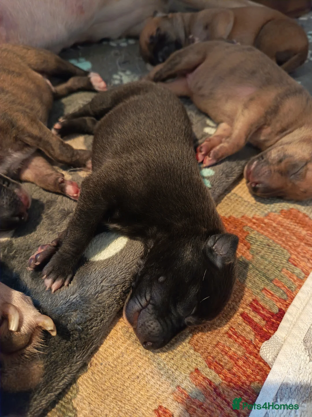 Whippet dogs for sale: KC registered puppies  - Advert 2