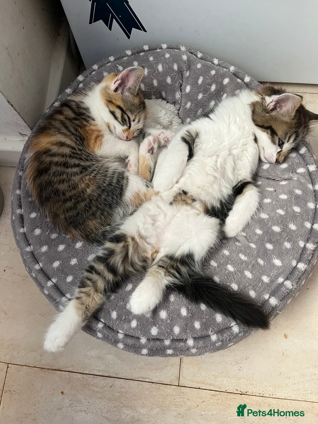Domestic Shorthair cats for sale: Tabby male kitten for sale - Image 4