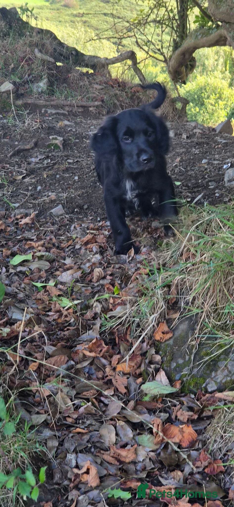Mixed Breed dogs Cocker x Collie Puppies - Advert 2