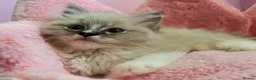 Ragdoll cats for sale: TICA Active Registered Ragdoll Kittens - Advert 7