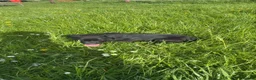 Labrador Retriever dogs for sale: Kc black Labrador puppies  in Welshpool - Advert 4