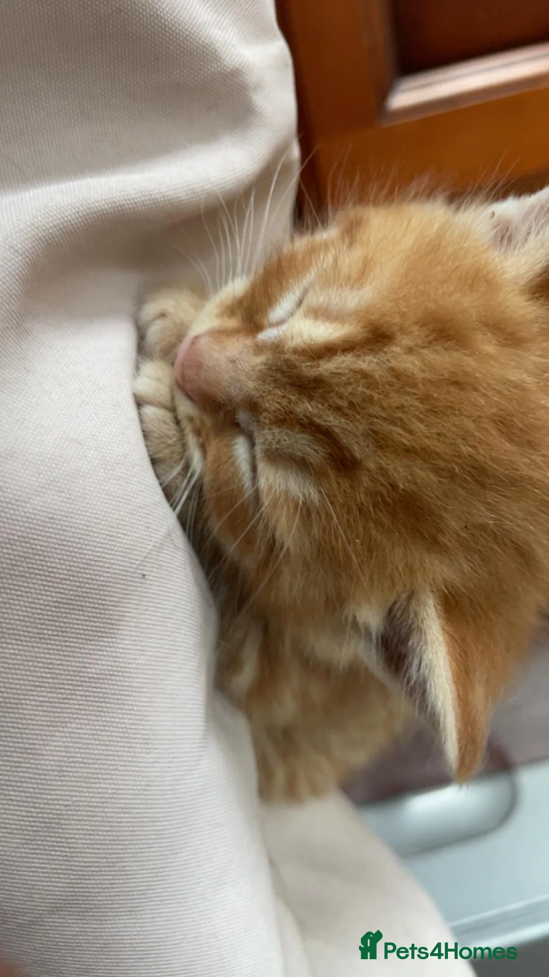 Mixed Breed cats for sale: 4 kittens and mother in Grays - Advert 6