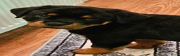 Rottweiler dogs for sale: Show Quality KC reg. rottweiler puppy  - Advert 9