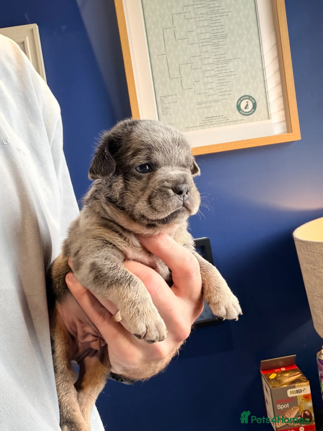 English Bulldog dogs for stud: PROVEN English Bulldog for Stud - Advert 2