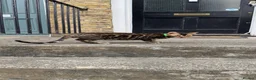 Bengal cats for sale: Ready TO LEAVE ! PURE TICA BENGALS - Advert 28