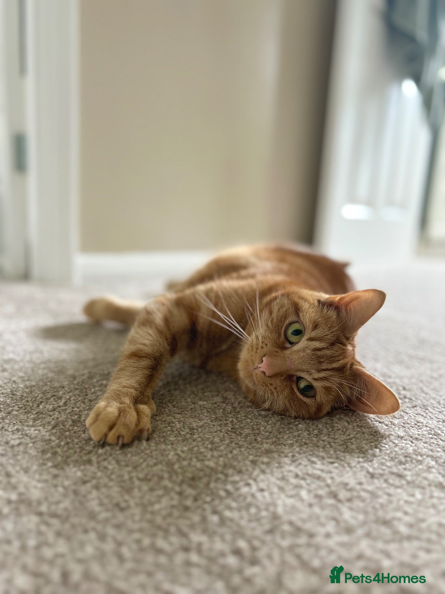 Domestic Shorthair cats for sale: Rio - Gentle 5 year old male  - Advert 4