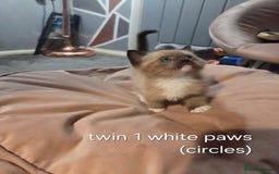 Ragdoll cats for sale: Beautiful Ragdoll Kittens - Image 10