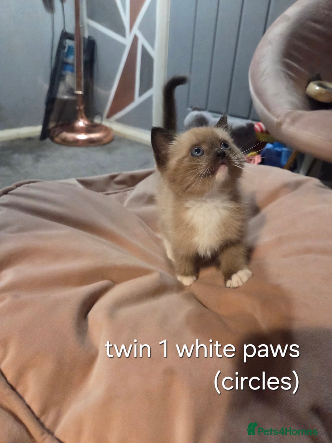 Ragdoll cats for sale: Beautiful Ragdoll Kittens - Image 10