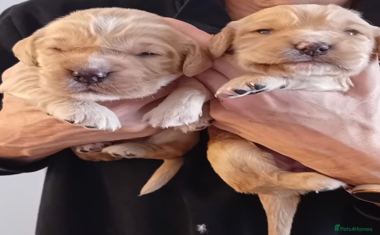 Cocker Spaniel dogs - Advert 9