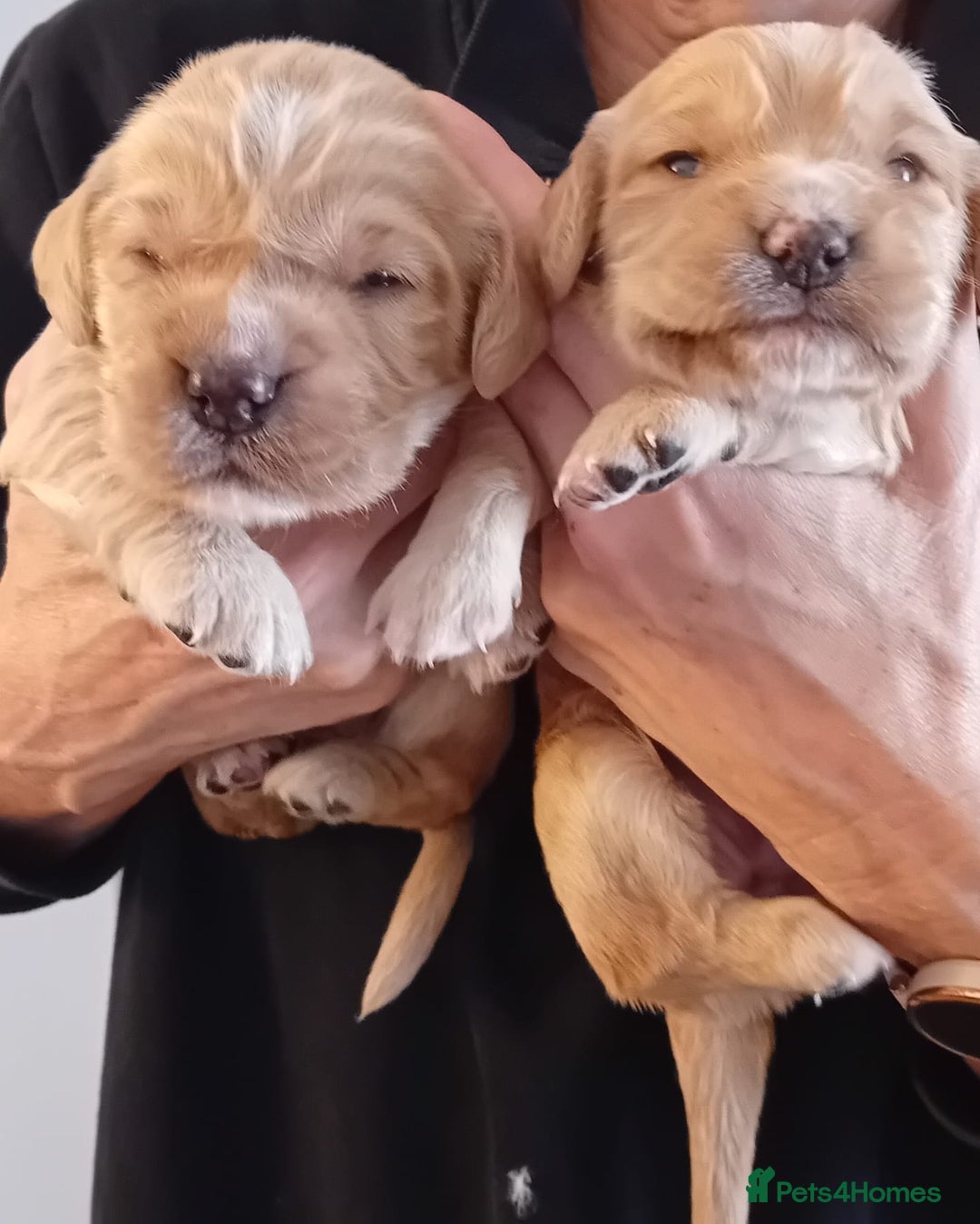 Cocker Spaniel dogs for sale: KC REGISTERED WORKING COCKER SPANIELS  - Image 1