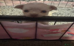 Chihuahua dogs for sale: Double chocolate platinum baby’s  - Image 12