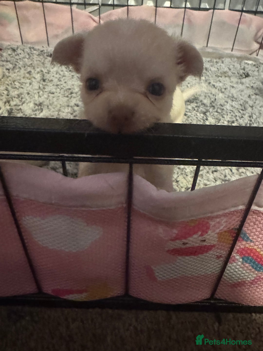 Chihuahua dogs for sale: Double chocolate platinum baby’s  - Image 12