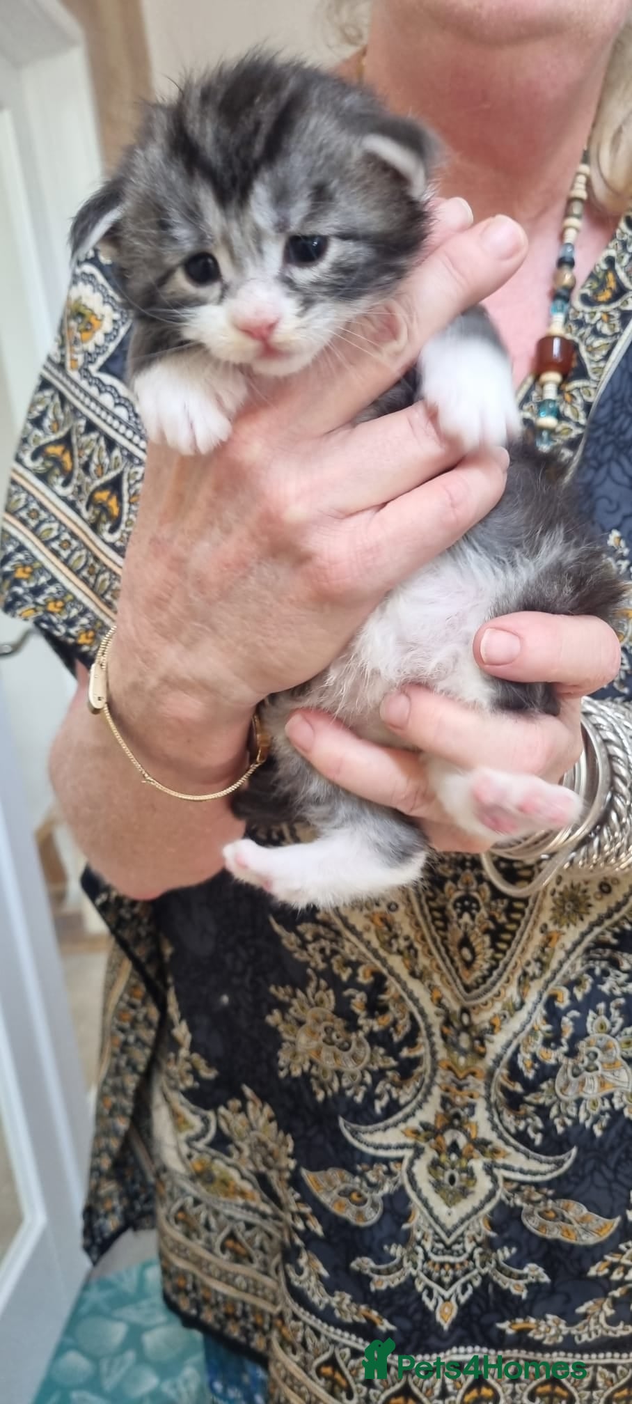 Maine Coon cats for sale: Tica Registered, Russian Line Maine Coon Kittens - Advert 20