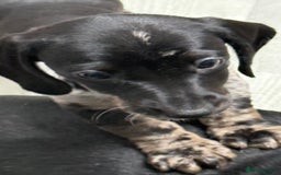 Miniature Dachshund dogs for sale: Gorgeous minix dachshund puppies ready now! - Image 6