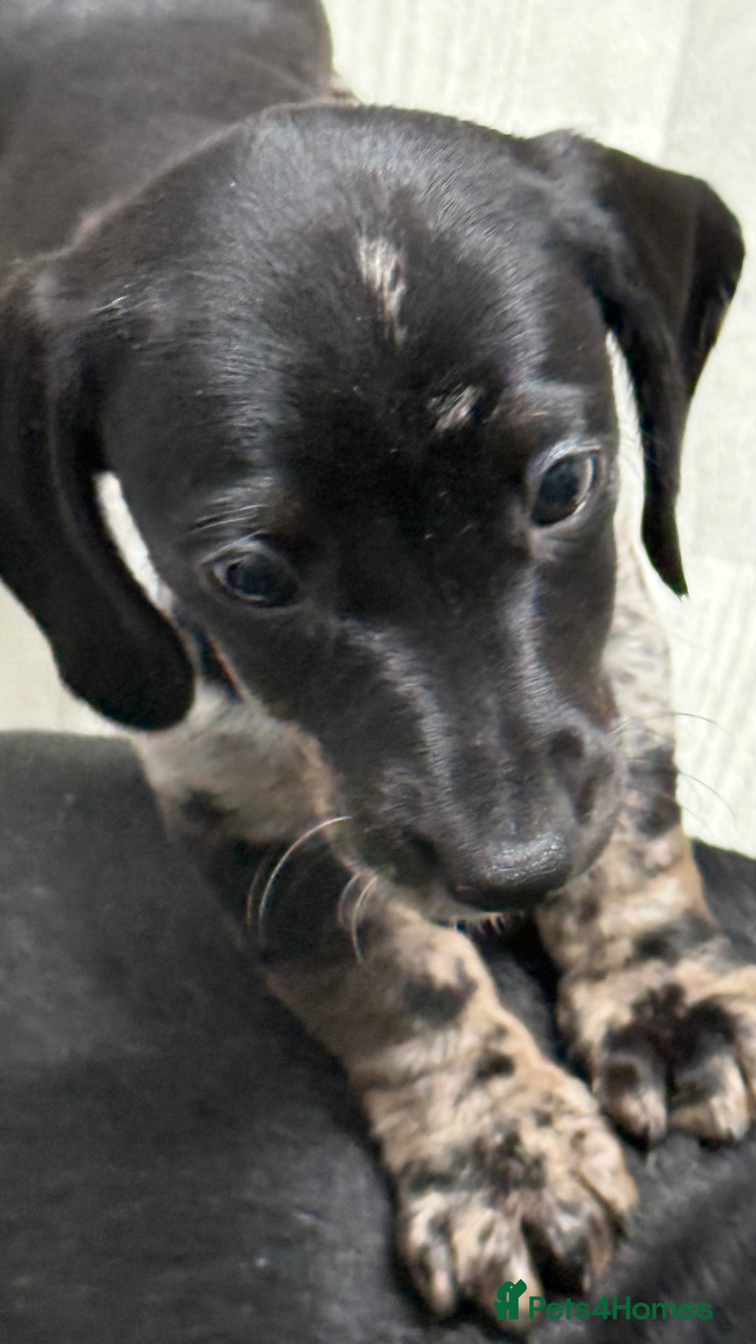 Miniature Dachshund dogs for sale: Gorgeous minix dachshund puppies ready now! - Image 6