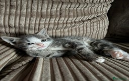 Mixed Breed cats for sale: Kittens for sale  - Image 21