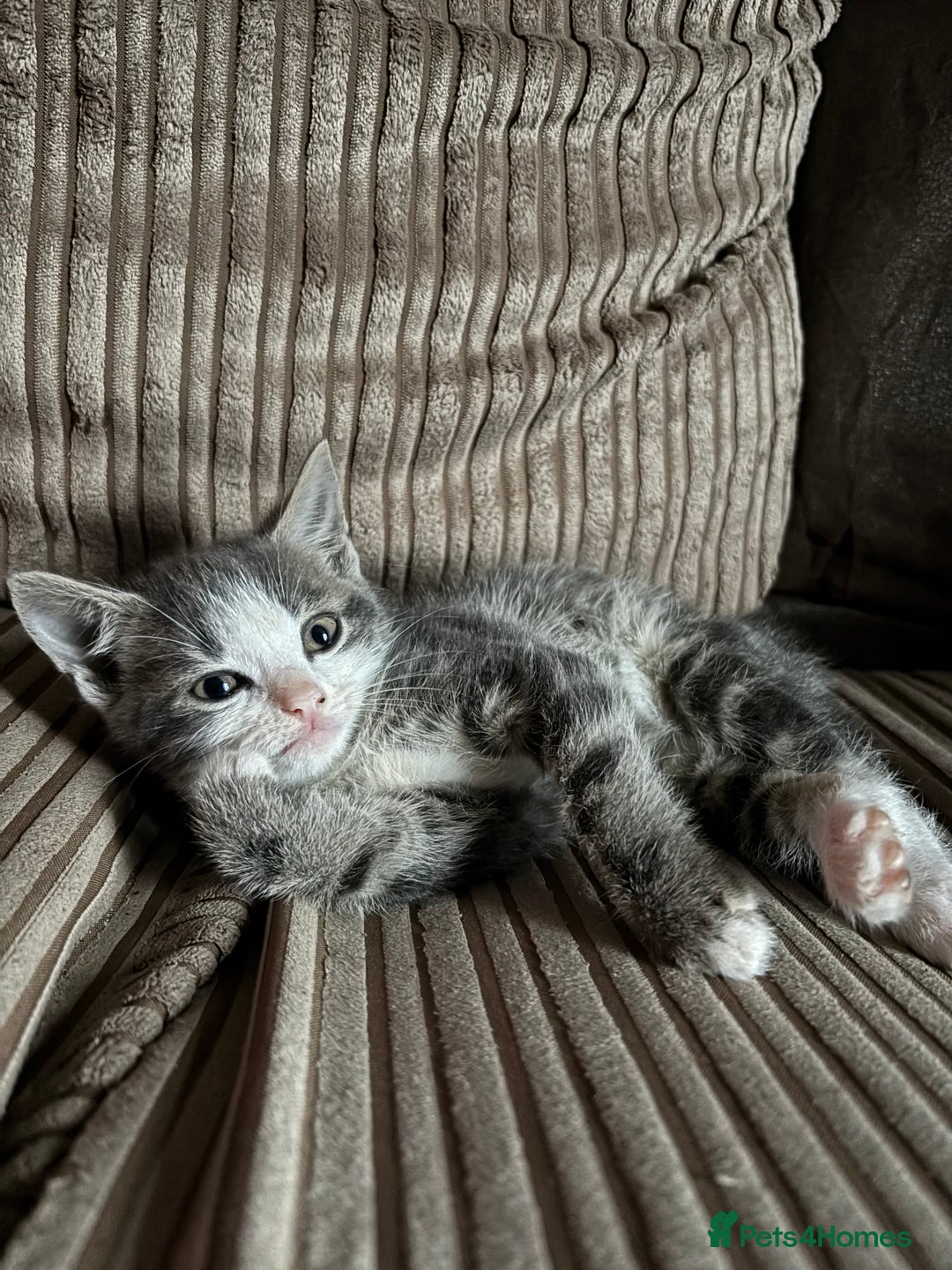 Mixed Breed cats for sale: Kittens for sale  - Image 21