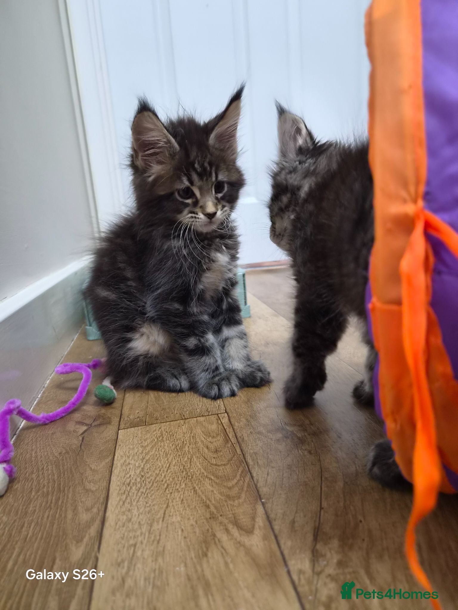 Maine Coon cats Licensed breeder-maine coon  - Advert 2