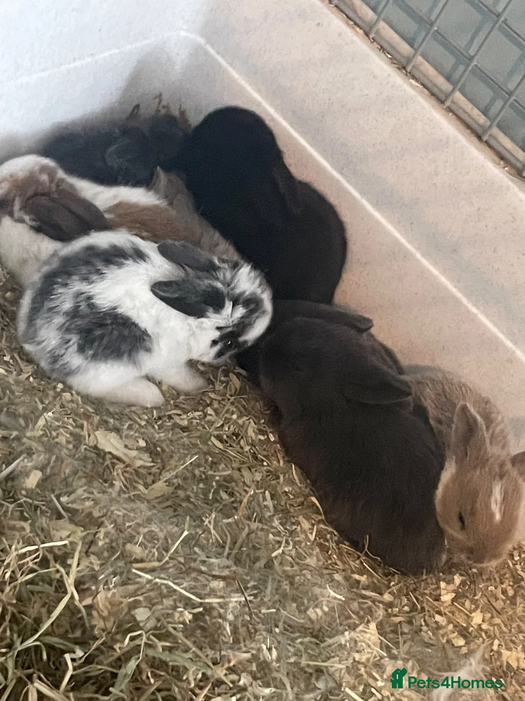 Mini Lop rabbits for sale: Mixed mini lops  in Halesowen - Advert 2