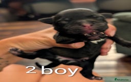 Staffordshire Bull Terrier dogs for sale: Ms/Mister - Image 13