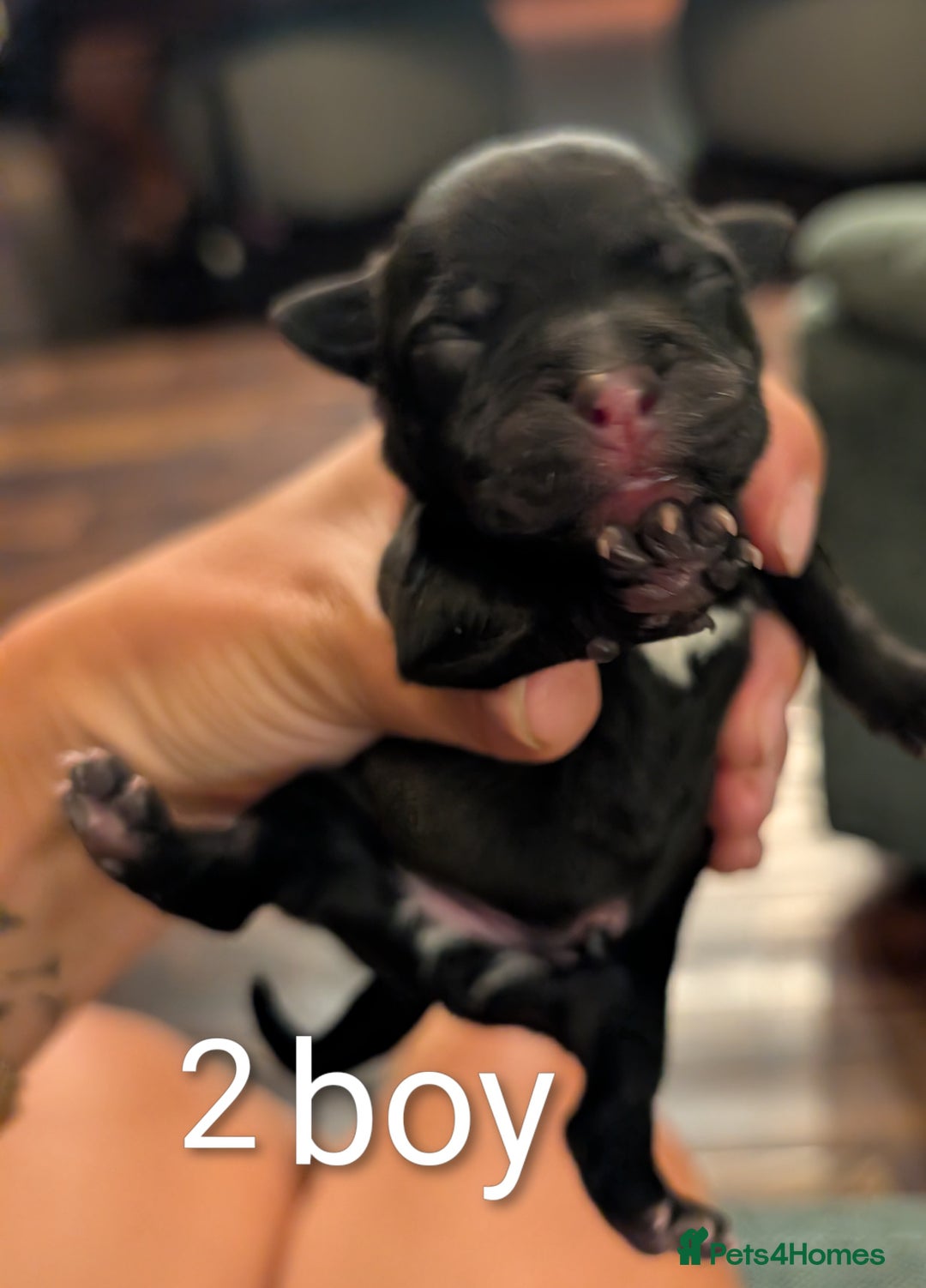 Staffordshire Bull Terrier dogs for sale: Ms/Mister - Image 13