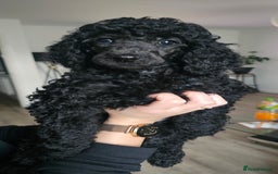 Standard Poodle dogs for sale: Last 3 Boys! KC standard poodle for sale ! - Image 3