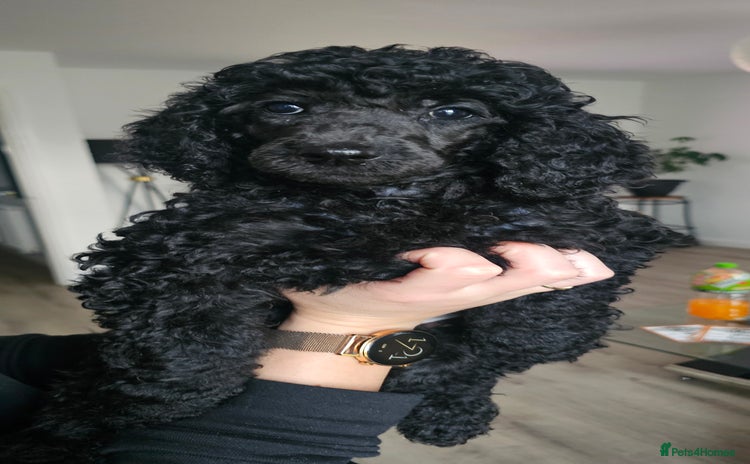 Standard Poodle dogs - Advert 2