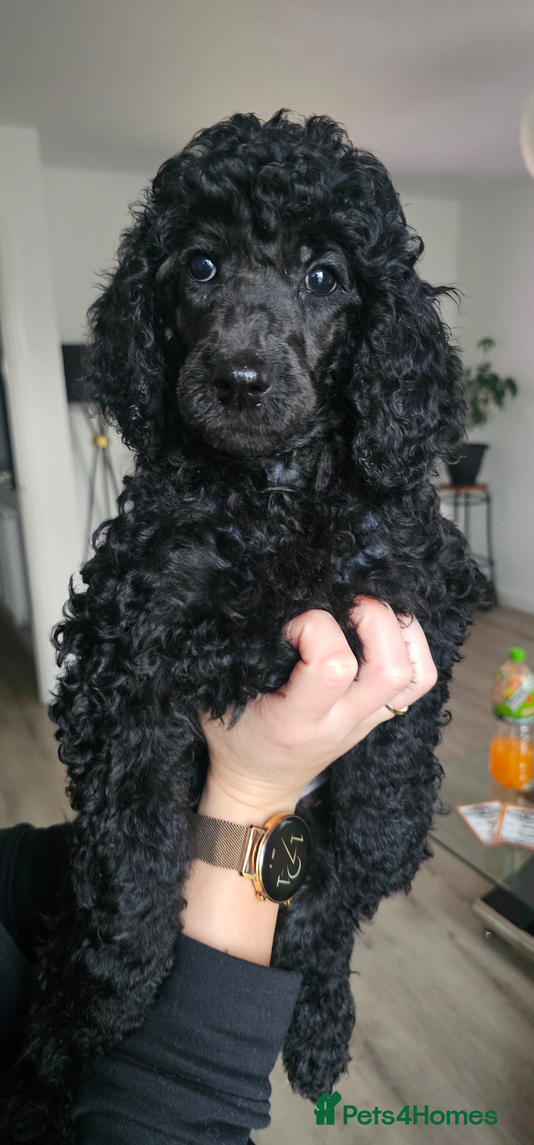 Standard Poodle dogs for sale: Last 3 Boys! KC standard poodle for sale ! - Image 3