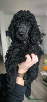 Standard Poodle dogs - Advert 3