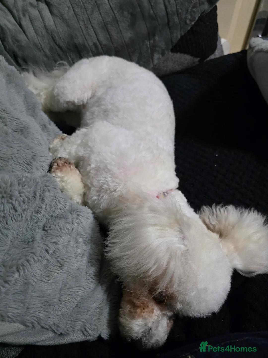 Bichon Frise dogs for sale: 2 x Bichon frise - Advert 3