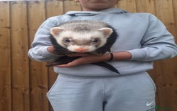 Ferret rodents for sale: Stunning ferret kits - Image 5