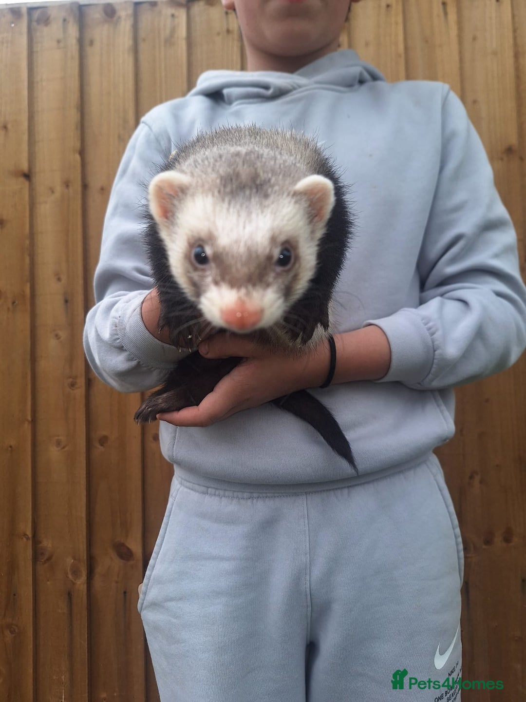 Ferret rodents for sale: Stunning ferret kits - Image 5