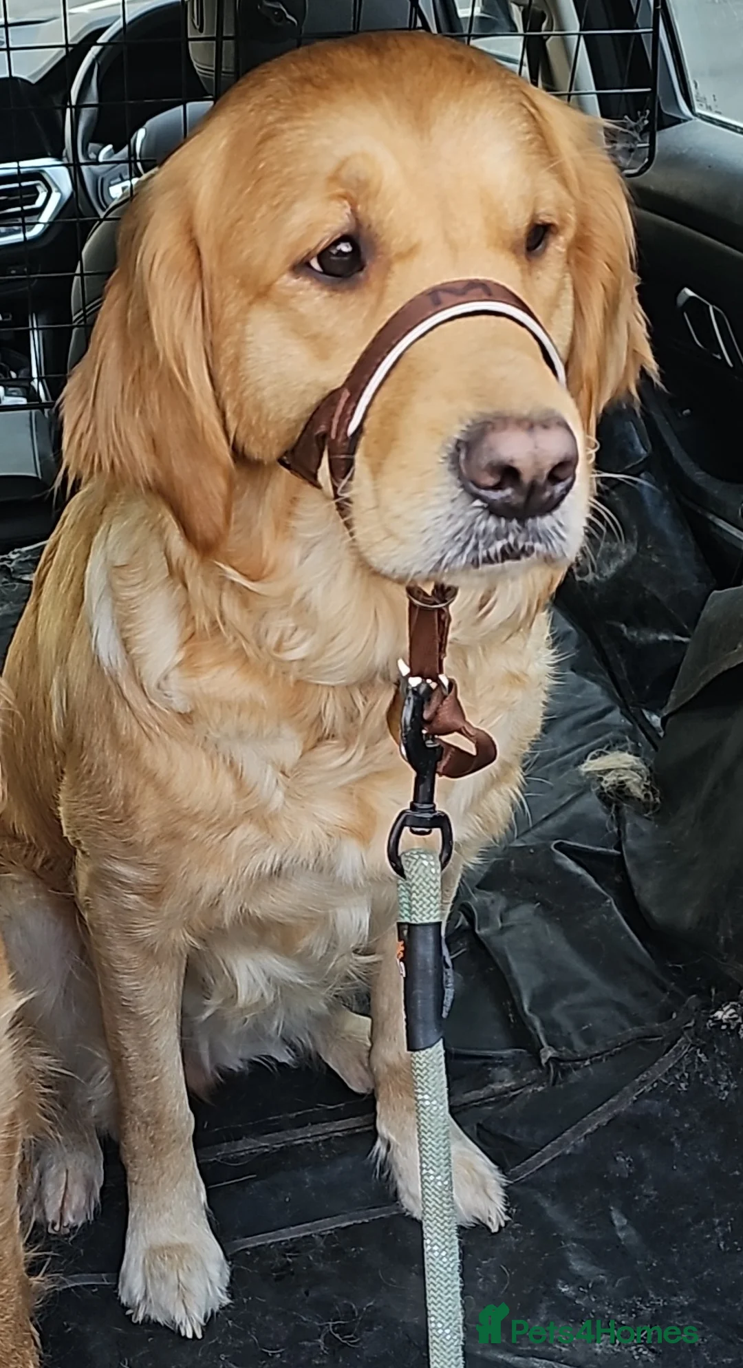 Golden Retriever dogs for sale: MABLE SEEKS LOVING HOME - Advert 9